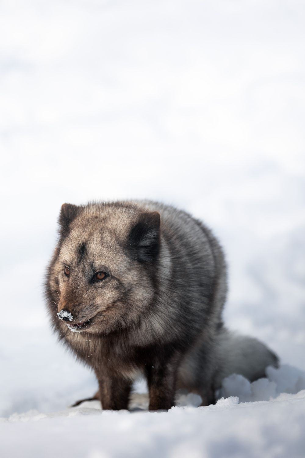 An Arctic fox standing in deep snow
